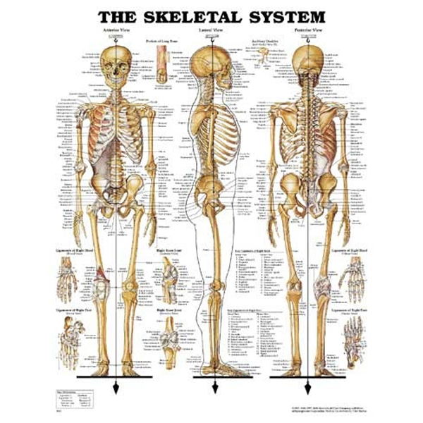 人體骨骼構造圖（英文）